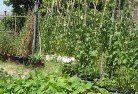Baroogavegetable-gardens-6.jpg; ?>